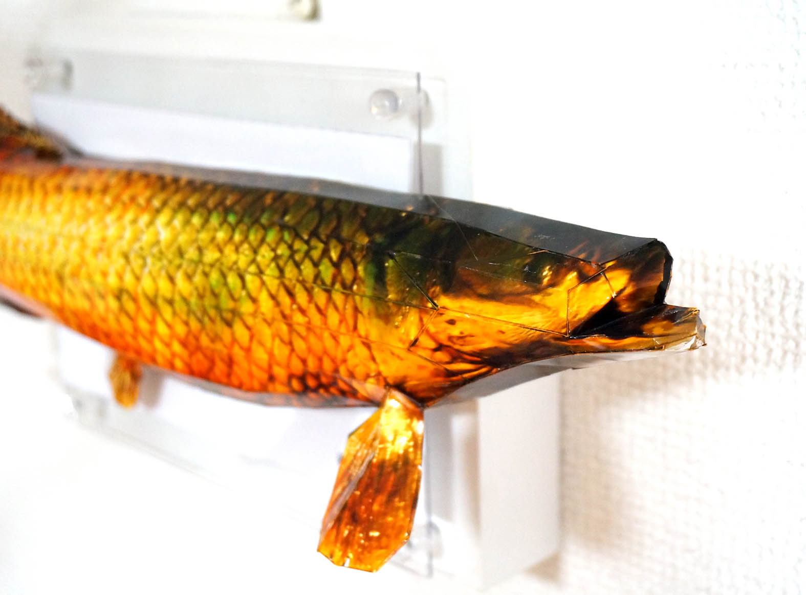 巨大なピラルクはパネルに収まらない - 画像 (3)